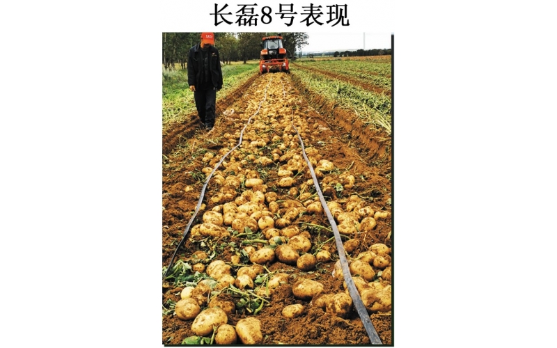 長磊農業(yè)科技開發(fā)有限公司品種研發(fā)